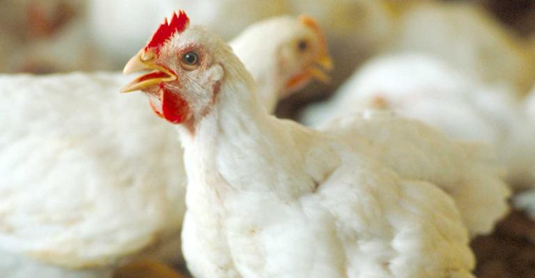 انخفاض اسعار الدواجن