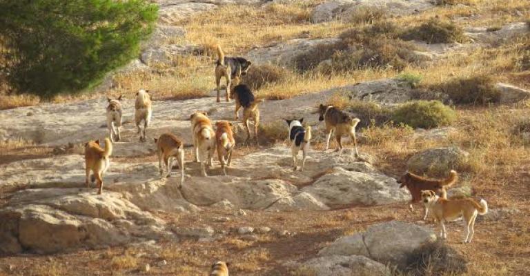 ارتفاع متوالٍ لحالات العقر بالزرقاء و"القرود" تدخل على الخط ارتفاع متوالٍ لحالات العقر بالزرقاء و"القرود" تدخل على الخط