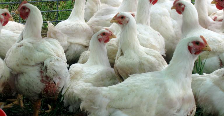 الزراعة تنفي استيراد الأردن دواجن من تركيا وكندا