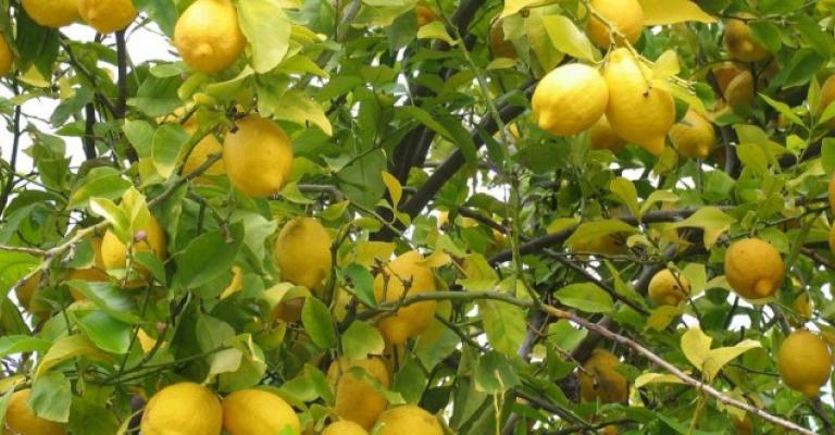 الزراعة لن تسمح بدخول الليمون غير الناضج لاسواق الخضار المركزية