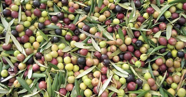 تصدير الزيتون إلى إسرائيل.. بين الاقتصادي والوطني تصدير الزيتون إلى إسرائيل.. بين الاقتصادي والوطني