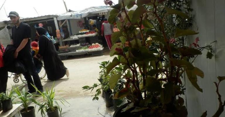 مساحات خضراء في الزعتري.. زراعة الشجر وغرس الأمل