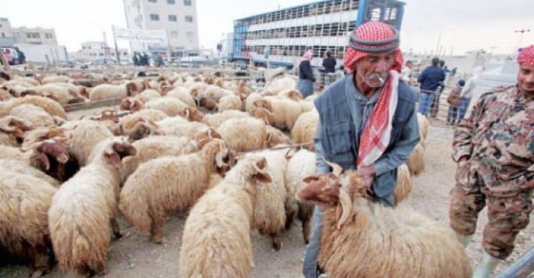 الأمانة تحدد أماكن بيع وذبح الاضاحي الأمانة تحدد أماكن بيع وذبح الاضاحي