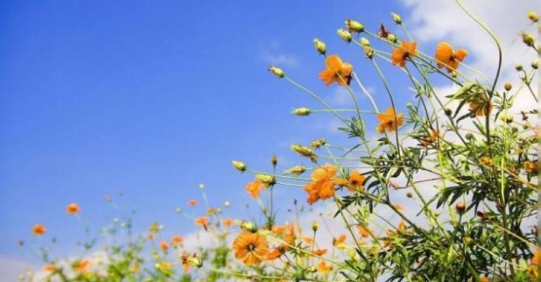 أجواء لطيفة نهارا ومائلة للبرودة مساء أجواء لطيفة نهارا ومائلة للبرودة مساء