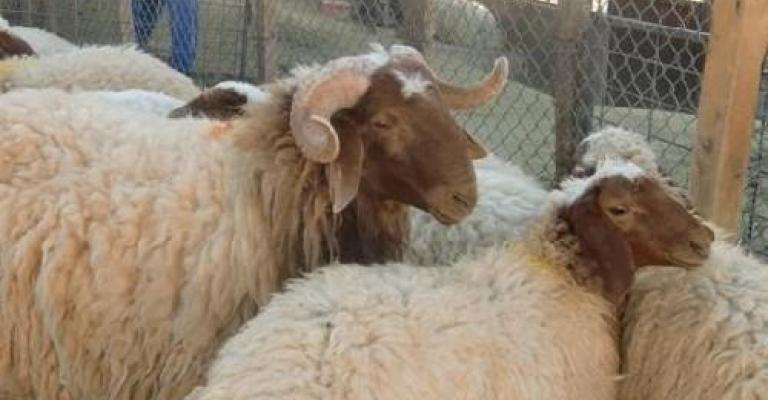 عدم السماح باستيراد سلالات مشابهة للخراف البلدي عدم السماح باستيراد سلالات مشابهة للخراف البلدي