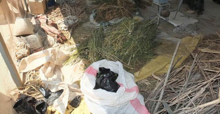 القبض على شخص يزرع المارجوانا جنوب عمان