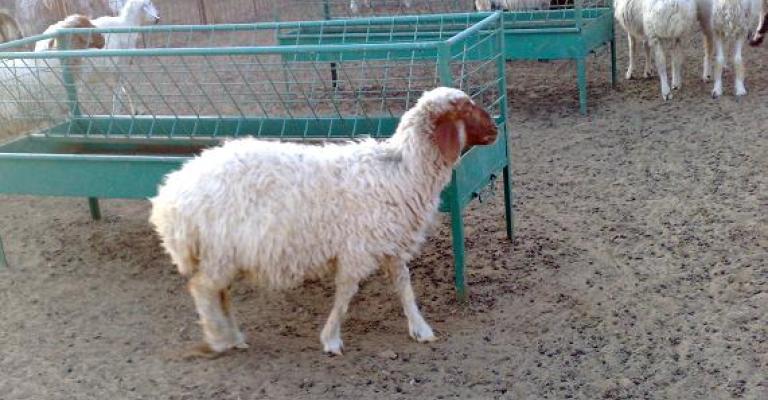 ترحيل 5 حظائر لبيع الأضاحي أقيمت عشوائيا على شارع ياجوز ترحيل 5 حظائر لبيع الأضاحي أقيمت عشوائيا على شارع ياجوز