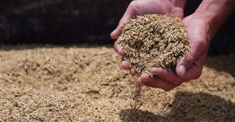 الأردن يطرح مناقصة لشراء 100 ألف طن من علف الشعير الأردن يطرح مناقصة لشراء 100 ألف طن من علف الشعير