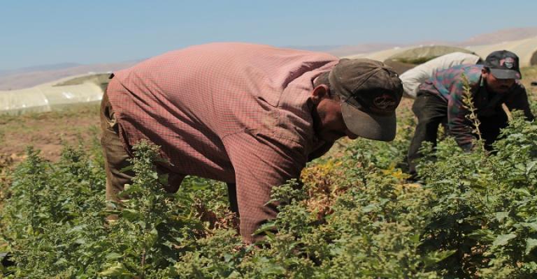 شروط جديدة لاستبدال العمالة الوافدة في القطاع الزراعي