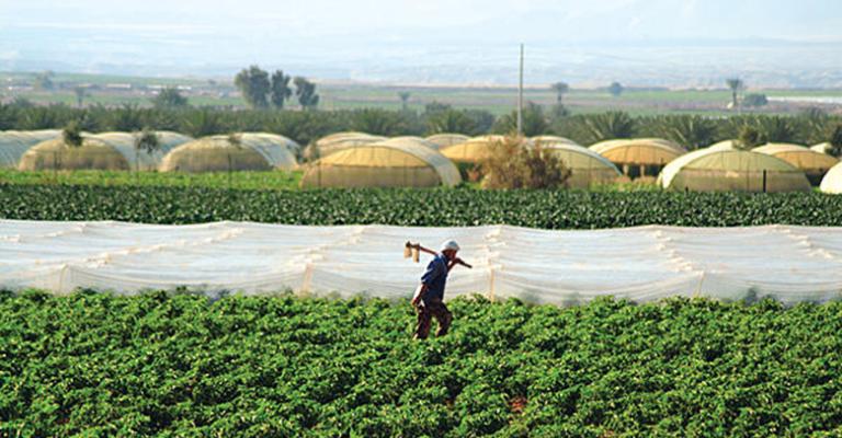 البدء بإستبدال واستقدام العمالة الوافدة في القطاع الزراعي البدء بإستبدال واستقدام العمالة الوافدة في القطاع الزراعي
