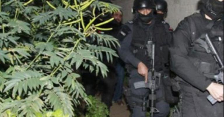 البلقاء: ضبط ماريجوانا في مزرعة