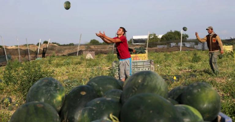 معيقات عديدة تنتظر زراعة المحاصيل الصيفية معيقات عديدة تنتظر زراعة المحاصيل الصيفية