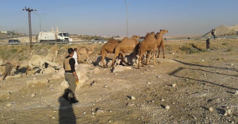 القبض على سارقي إبل .