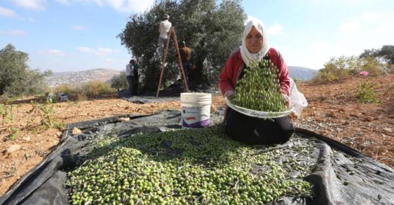 تفاؤل زراعي بموسم الزيتون تفاؤل زراعي بموسم الزيتون