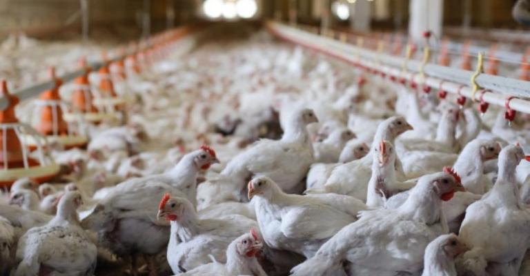 مزارع الدواجن تتجاوز الـ2000 حيازة وأكثرها في اربد