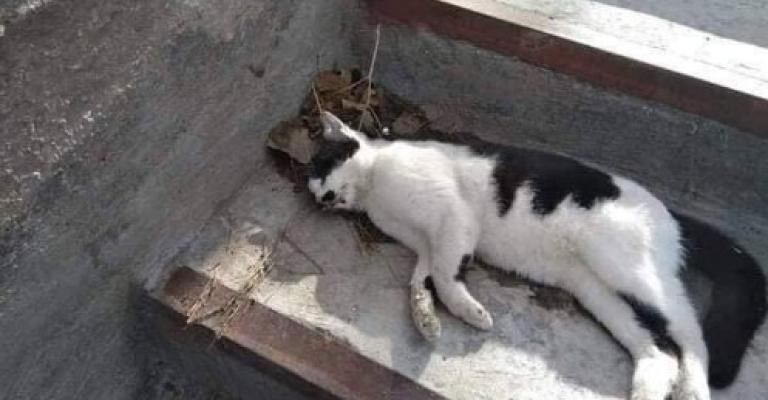 مجهول يقتل بالسم «35 قطة» في شارع الجامعة (صور)