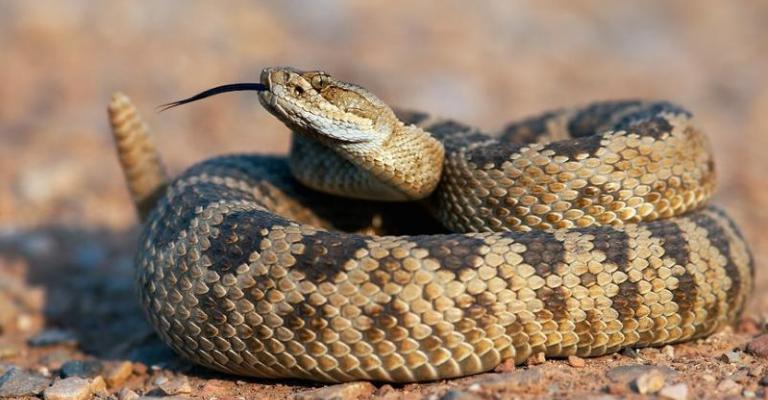 الحكومة توضح سبب خفض الضريبة على الزواحف الحكومة توضح سبب خفض الضريبة على الزواحف