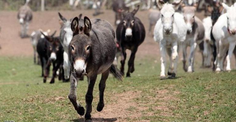 بيان من وزارة الزراعة حول انقراض ’حمير‘ الأردن