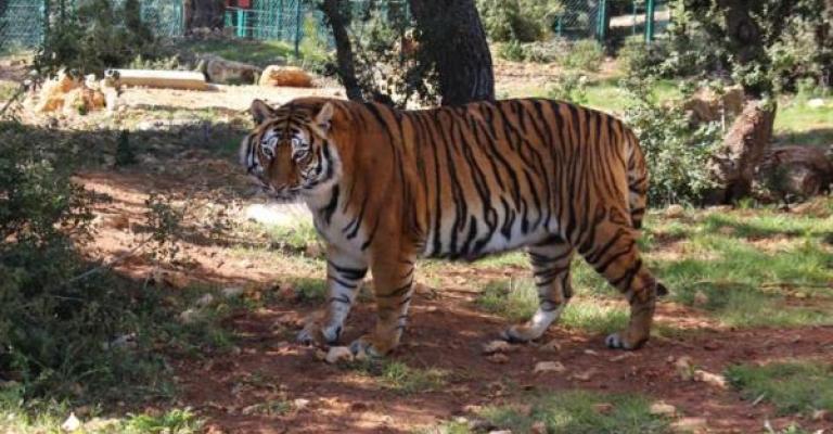 أرغمتها الحروب على الهرب .. أسود ونمور ودببة تلجأ للأردن