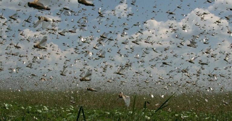 اسماء المناطق التي سيغزوها الجراد