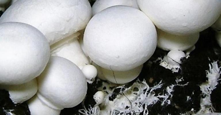 الذهب الأبيض يرى النور على ايدٍ أردنية تحارب البطالة