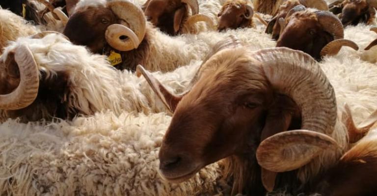 الأغنام الأغنام