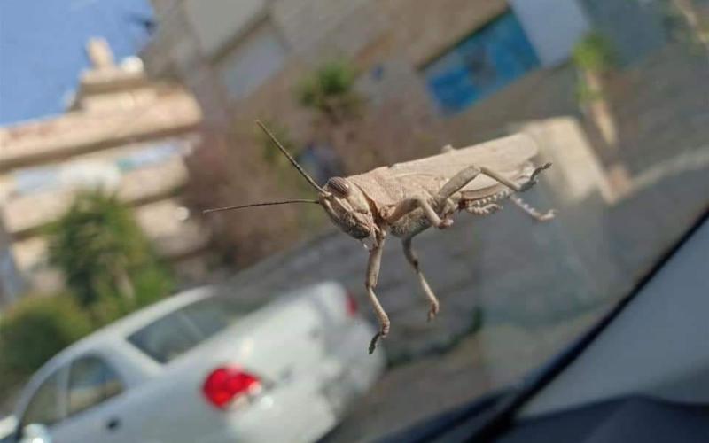 التغطية الاستباقية لوصول الجراد: تهويل ومعلومات غير مُسندة لمصادر