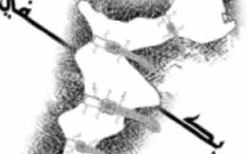 حملة "لأ" توزع آلاف المنشورات في شوارع عمان