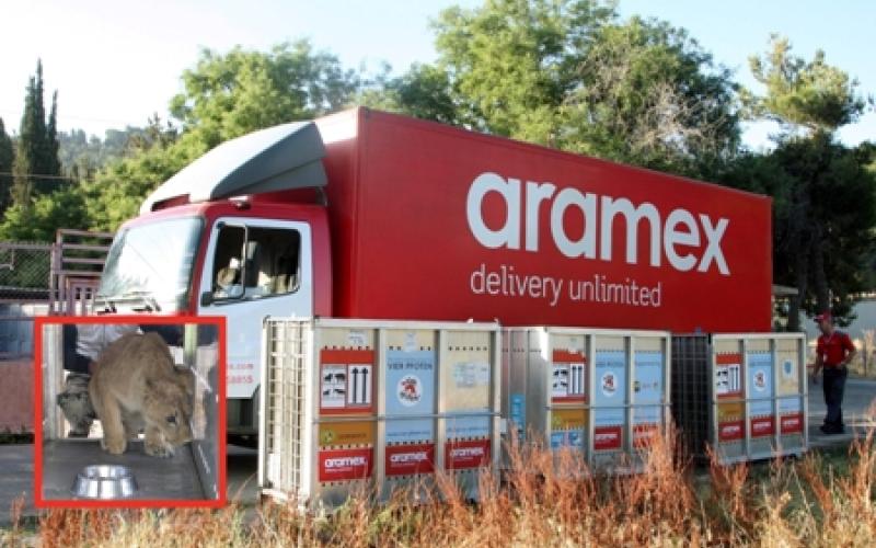"أرامكس" تنقل أسدين من الأردن إلى جنوب أفريقيا