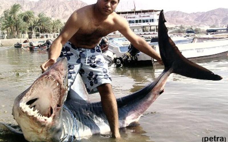  اصطياد سمكة قرش في العقبة 