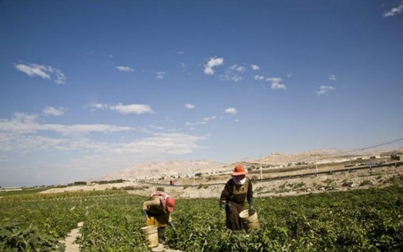 Reduction in Number of Foreign Workers Threatens Agricultural Sector