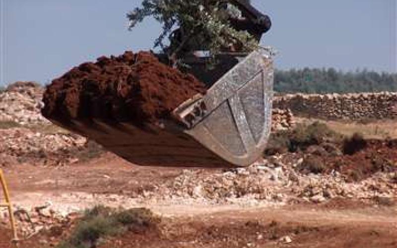  مستوطنون يقتلعون 80 شجرة زيتون بالضفة 