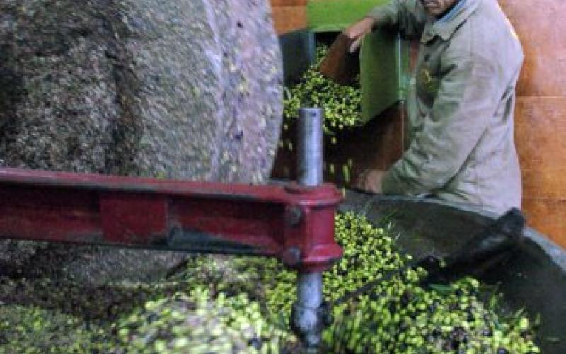 الزراعة: الزيتون يصدر الى فلسطينيين وليس اسرائيليين 