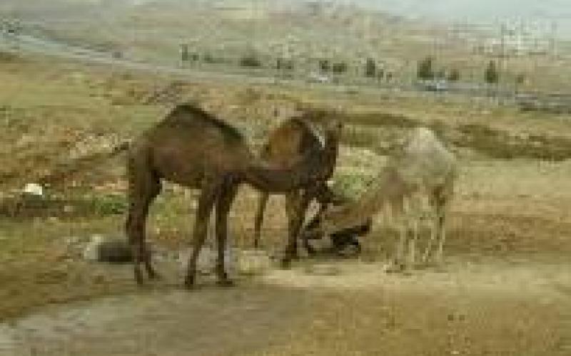 استمرار الحملات على مراتع الجمال وإزالة البسطات