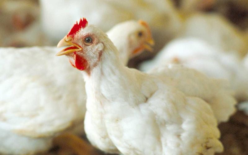 جمجوم: انخفاض اسعار الدواجن محلياً