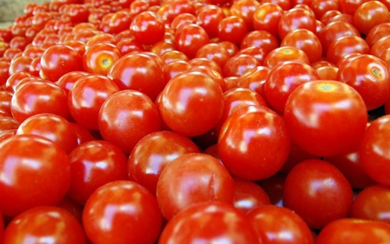 ارتفاع غير مسبوق على أسعار البندورة مع ضعف الجودة