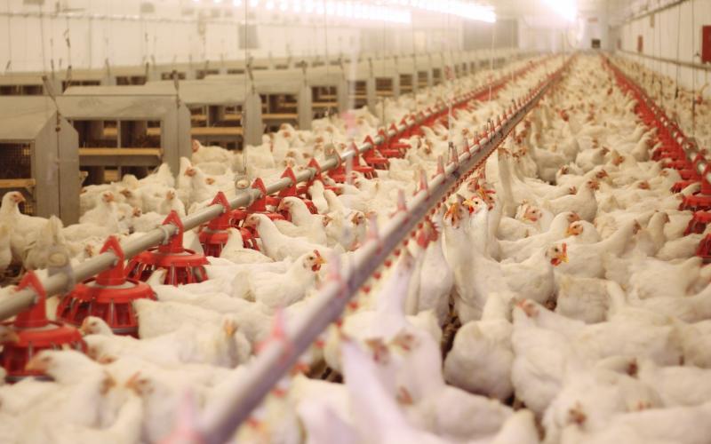 الصقيع يتسبب بنفوق مليون ونصف طائر