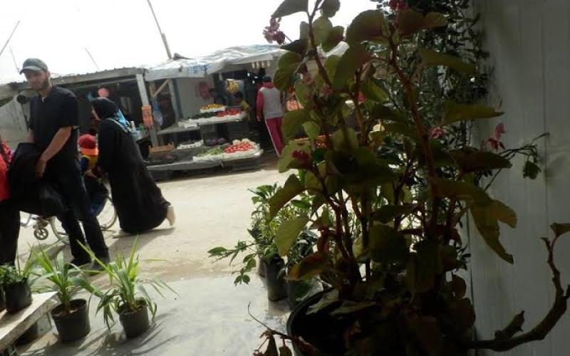 مساحات خضراء في الزعتري.. زراعة الشجر وغرس الأمل