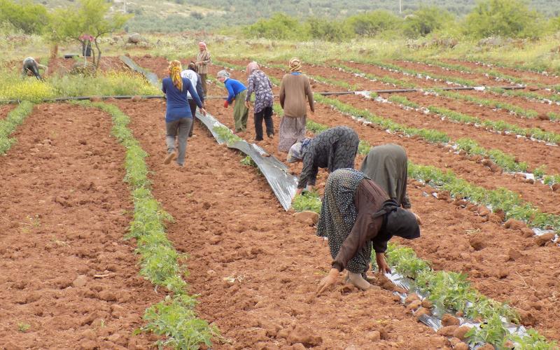 وحدات زراعية قائمة على أكتاف طفلات عاملات