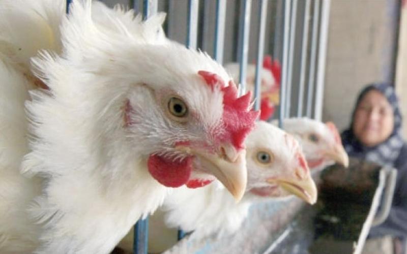 بداية رمضان ترفع أسعار الدواجن