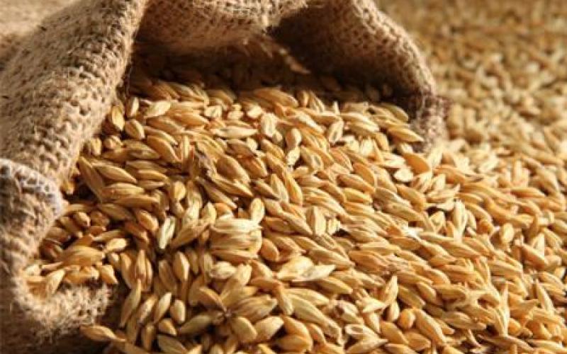 عطاء لشراء 100 ألف طن من القمح