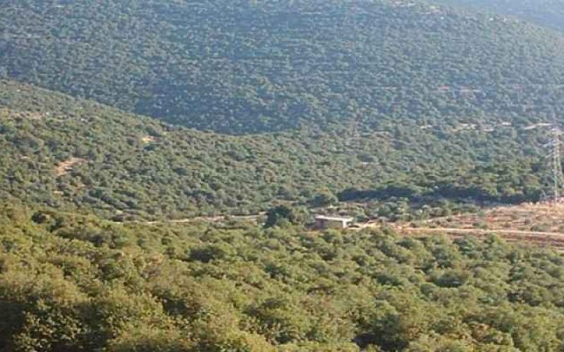 6ر1 مليون دونم مساحة الاراضي الحرجية في المملكة