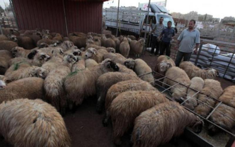 استقرار الأسعار وارتفاع الطلب على الأضاحي