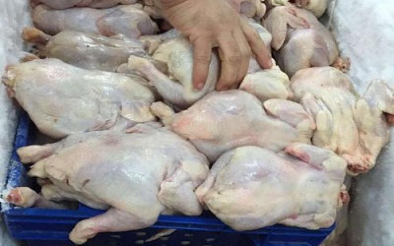 اتلاف دواجن فاسدة في الزرقاء