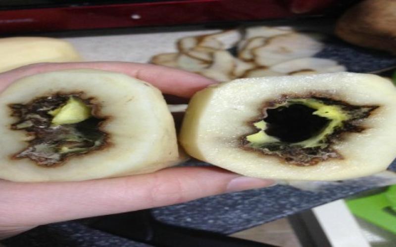 اتلاف خمسة اطنان بطاطا غير صالحة