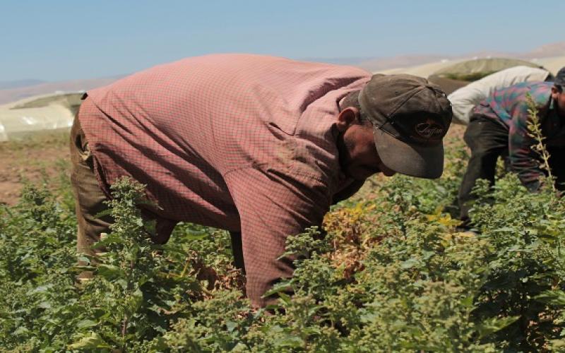 شروط جديدة لاستبدال العمالة الوافدة في القطاع الزراعي