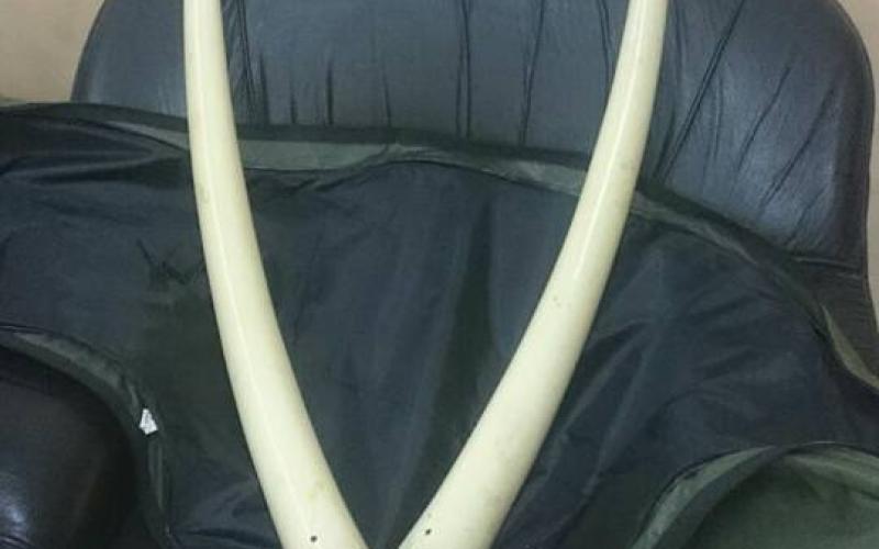 ضبط نابي فيل من العاج في الرصيفة