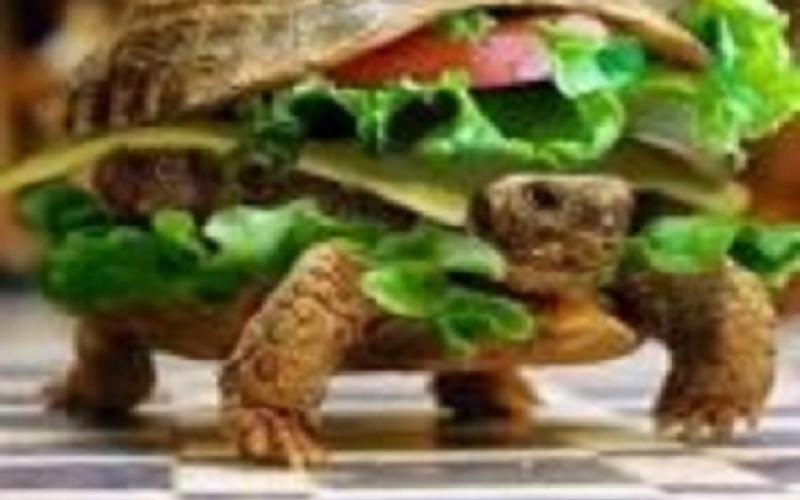 توضيح حكومي حول تخفيض الضريبة على الزواحف