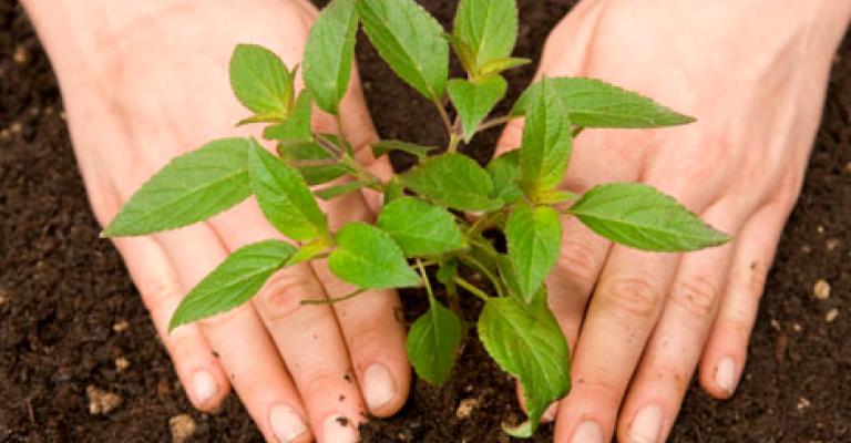 العربية لحماية الطبيعة تزرع 500 شجرة حمضيات العربية لحماية الطبيعة تزرع 500 شجرة حمضيات