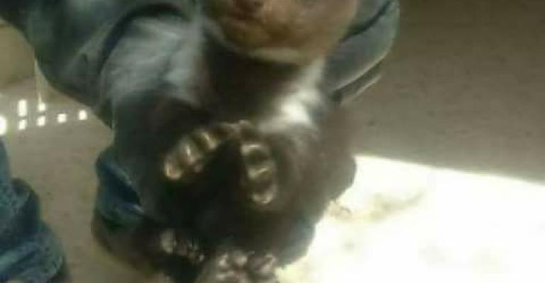 الزراعة : "الدلق الصخري" حيوان ظهر في اربد